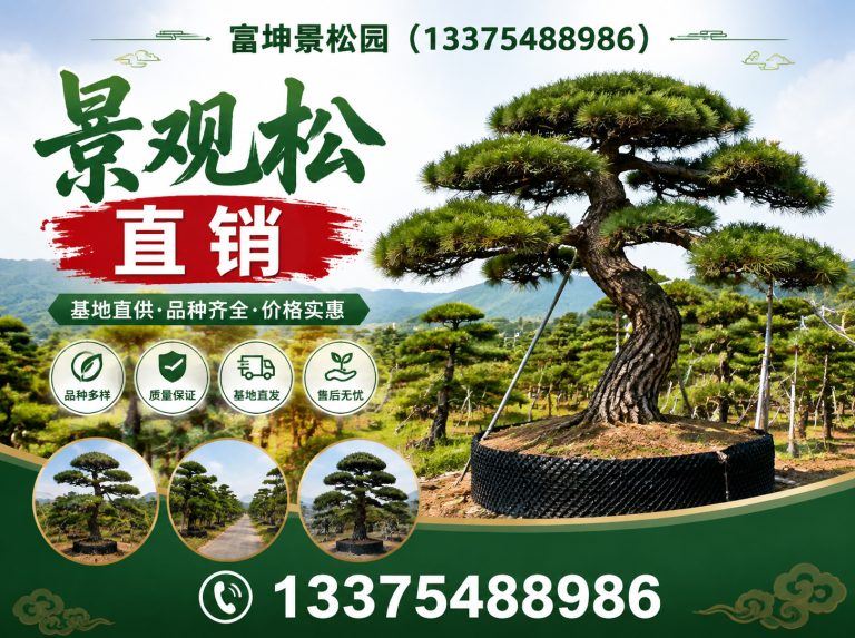 新泰市景观松直销展示图