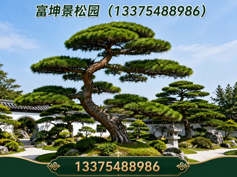 新泰市泰山松展示图